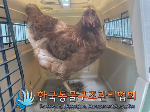 보호중 닭의 가족 …
